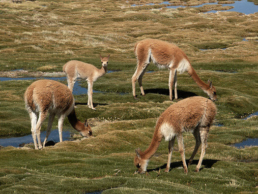 CILE Vigogne Parco Leura CILE Vigogne Parco Leura